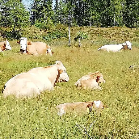 Gaestehaus Puerstl-kocher Nocleg ze śniadaniem