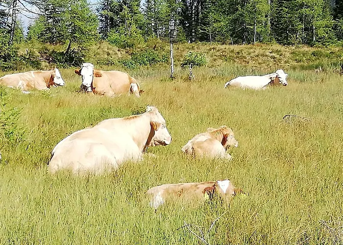 Gaestehaus Puerstl-kocher Oda ve Kahvaltı